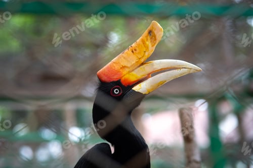 Preview: Rhinoceros Hornbill Buceros rhinoceros in cage