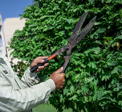 Preview: A gardener in the garden trims the leaves of trees with large metal shears.