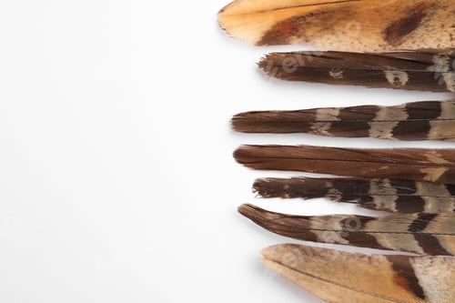 Preview: Many beautiful bird feathers on white background, flat lay. Space for text
