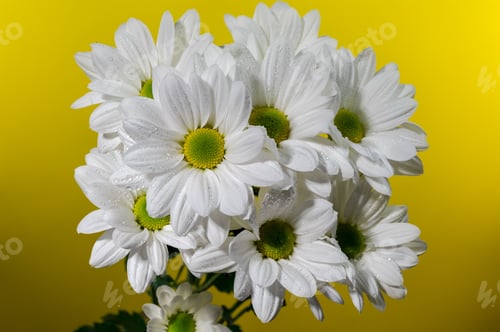 Preview: White chamomile on a yellow background