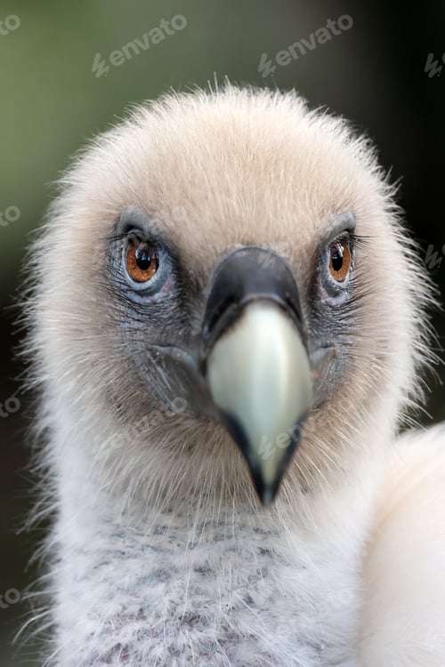 Preview: The Eurasian griffon vulture in closeup view, Gyps fulvus