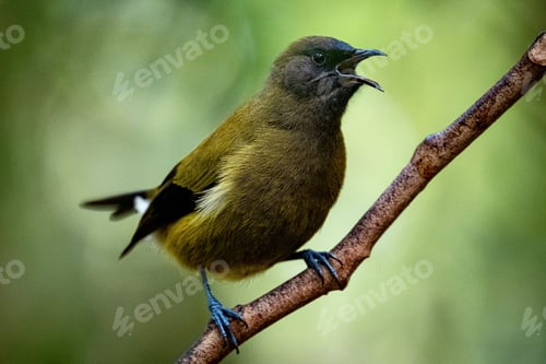 Preview: Closeup of a beautiful New Zealand bellbird sitting on a branch