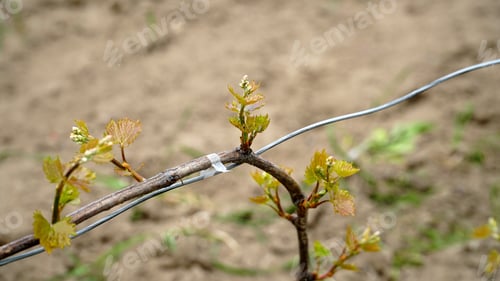 Preview: Young inflorescences of grapes on the vine close-up.