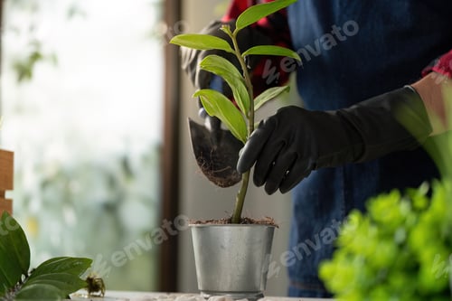 Preview: Gardener repotting plant with care indoors at home