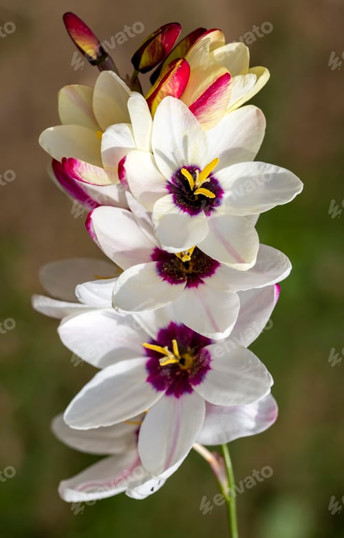 Preview: Sparaxis, white ixia, harlequin flower, wandflower, corn lilies