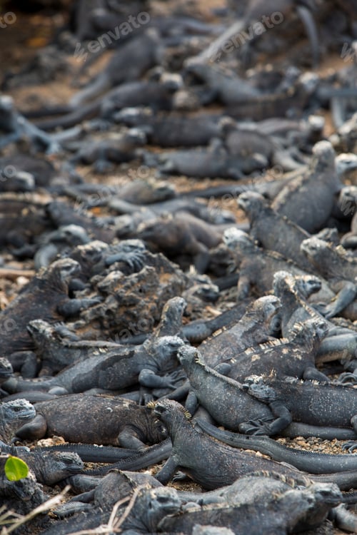 Preview: Marine iguanas in Galapagos islands