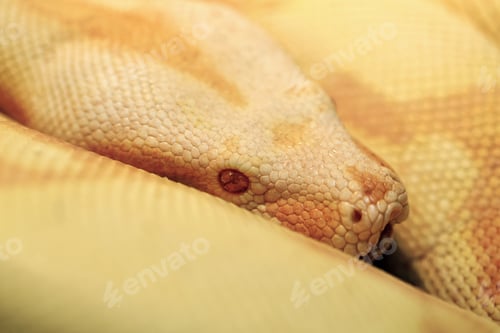 Preview: Albino Indian python