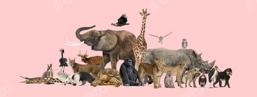 Preview: Large group of wild zoo animals standing and sitting together on pink background