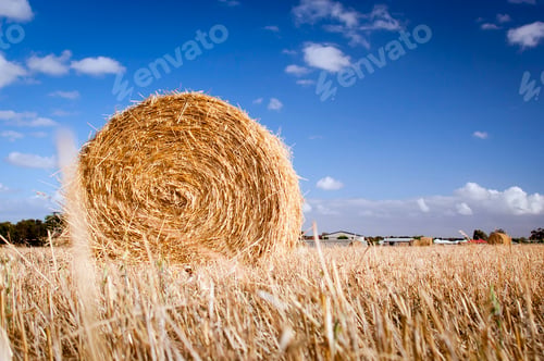 Preview: Hay Bales In Field