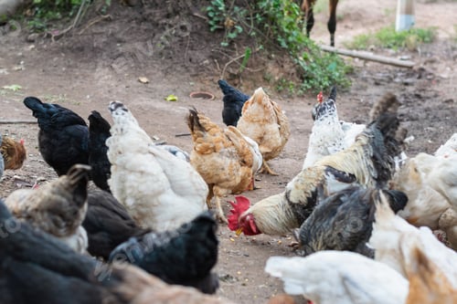Preview: Large flock of free range chickens feeding together on rural farm soil