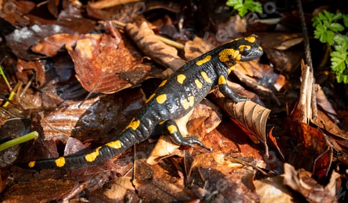 Preview: Europaean fire salamander (Salamandra salamandra) in natural environment