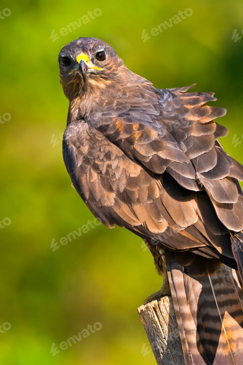Preview: Buzzard, Mediterranean Forest, Spain