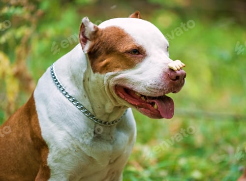 Preview: Pit bull terrier with cookie on nose