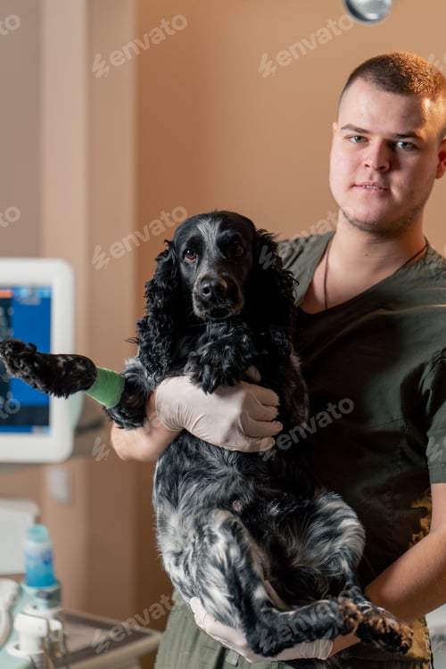 Preview: In a veterinary clinic a spotted spaniel is held by a doctor in his arms like a child