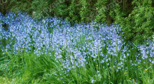 Preview: Bluebells in our informal garden