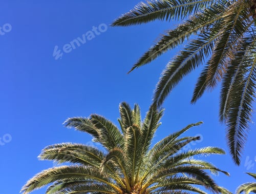 Preview: Palm trees against a blue sky background