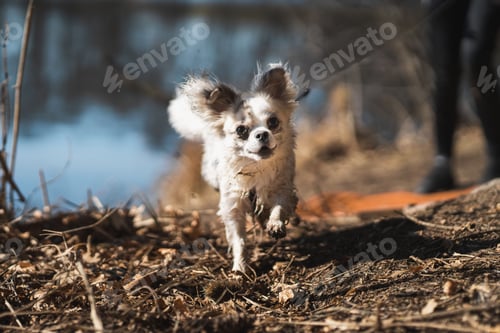 Preview: Closeup of an adorable Chihuahua running on a shore of a lake in a forest