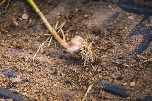 Preview: Freshly Picked Garlic Bulb on Soil and Dirt