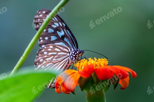 Preview: Closeup shot of a beautiful butterfly with interesting textures on an orange-petaled flower