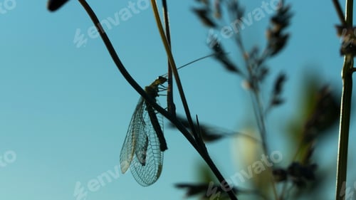 Preview: A large mustachioed insect.Creative. Green grass on a summer landscape in which a large grasshopper