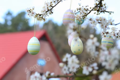 Preview: colorful easter eggs hanging on blooming plum tree branches outdoor in park or garden