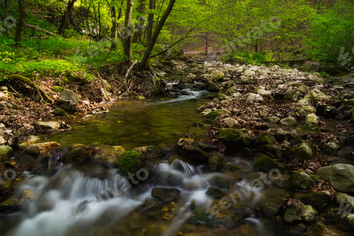 Preview: Flowing stream in the beautiful green forest