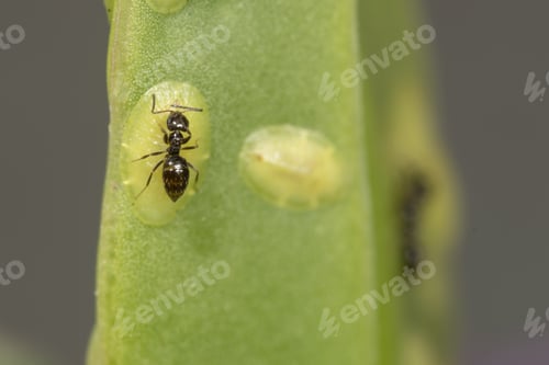 Vista previa: Imagen macro de una hormiga brachymyrmex sobre una planta verde