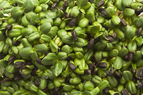 Preview: Organic growing micro greens closeup