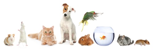 Preview: Group of different domestic animals on white background, collage