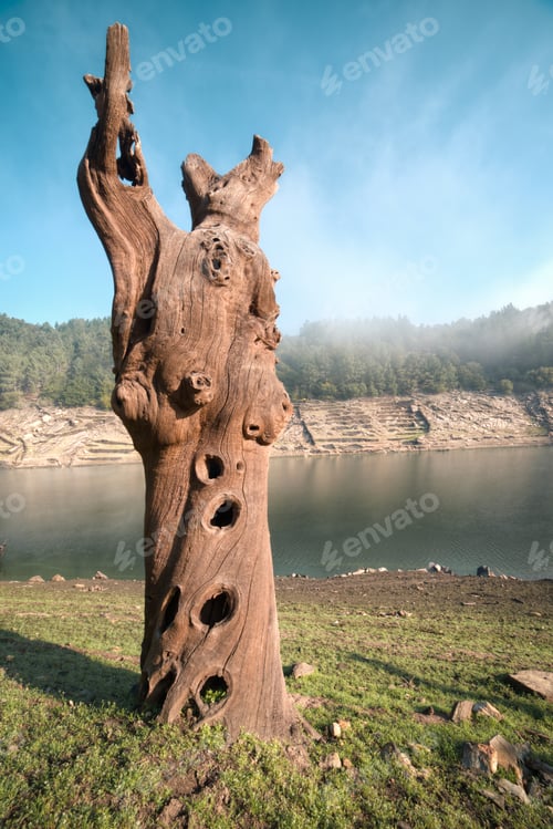 Preview: The trunk of a chestnut tree mineralized after spending decades underwater
