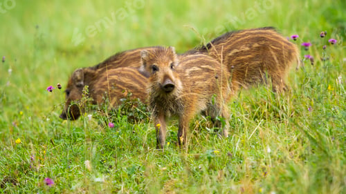 Preview: Group of cute wild boar piglets with brown stripes on green meadow in spring