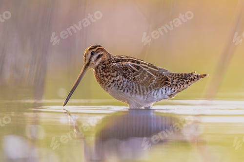 Preview: Common snipe wader bird in habitat background