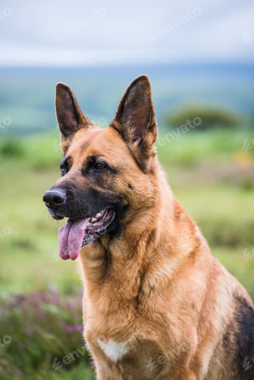 Preview: german shepherd dog face