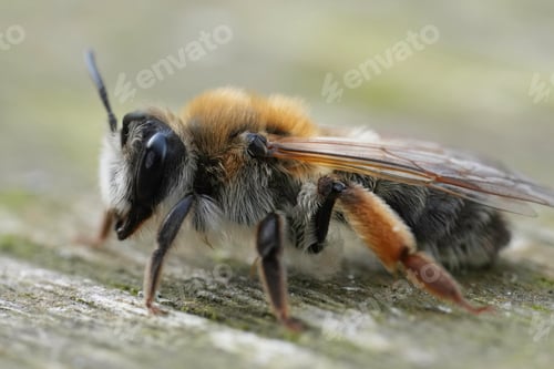 Preview: Closeup on a female of the Grey-gastered mining bee, Andrena tibialis sitting on wood