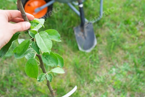 Preview: An apple tree seedling in the garden is prepared for planting in the open ground. Fruit tree from th