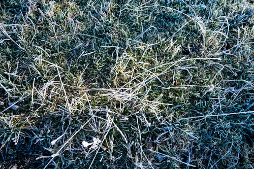 Preview: Closeup of frozen grass blades, top view