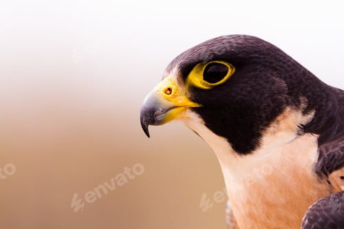 Preview: Peregrine Falcon