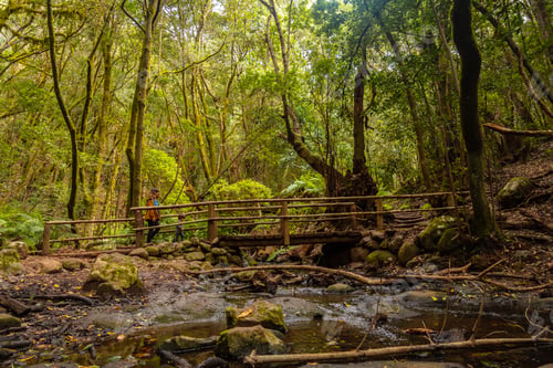Preview: Wooden bridge on the river next to Arroyo del Cedro in the evergreen cloud forest of Garajonay