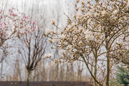 Preview: Close-up magnolia flower in full bloom, showcasing delicate petals and vibrant colors. Captures the
