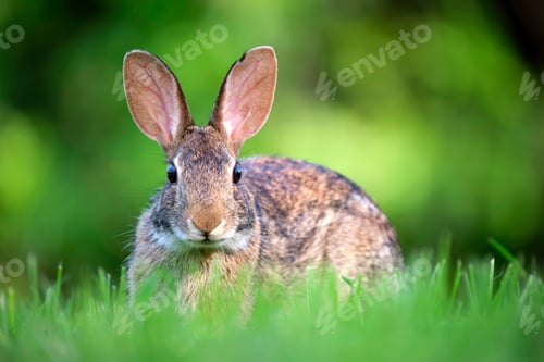 Preview: Grey small hare eating grass on summer field. Wild rabbit in nature