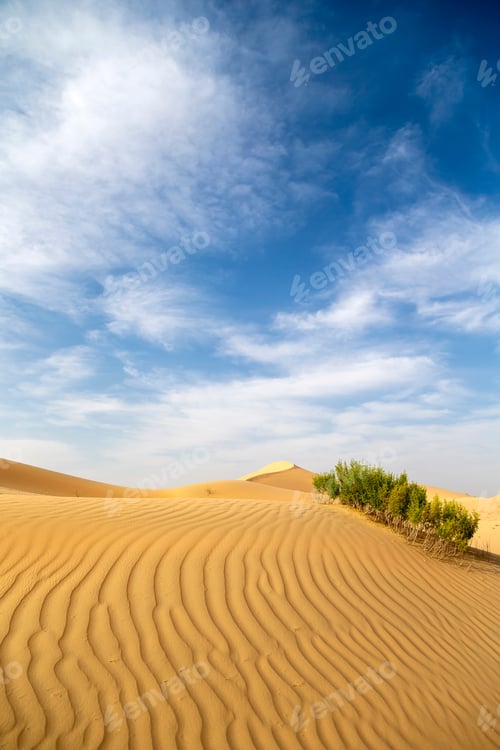 Preview: Desert landscape with sand dunes and green grass bush at the foreground