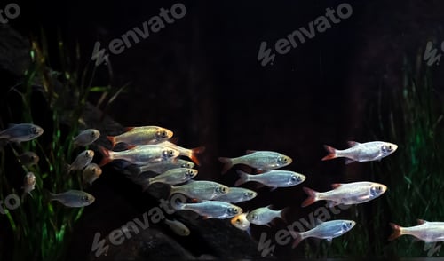 Preview: Small silver fish in an aquarium on a black background.