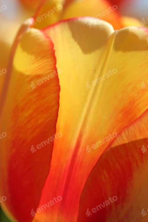 Preview: Tulip