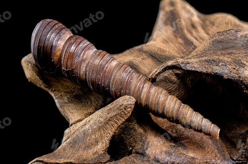 Preview: Turritella shell on driftwood macro black background