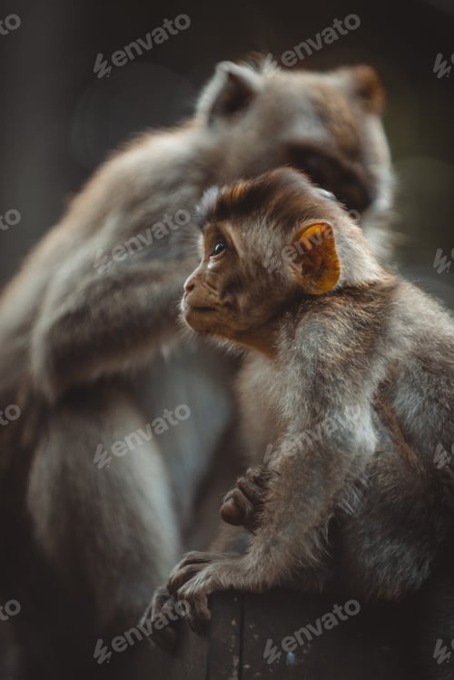 Preview: Portrait of an Adult Monkey in Monkey Forest, Ubud, Bali