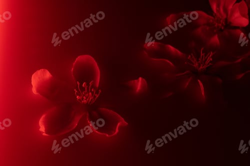 Preview: Close-up of red neon colored cherry tree flower