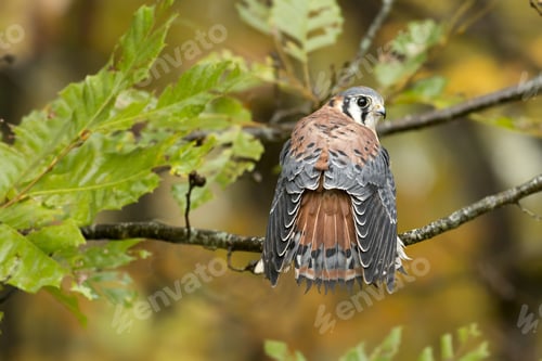 Preview: Closeup of a common kestrel standing on a tree branch under the sunlight with a blurry background