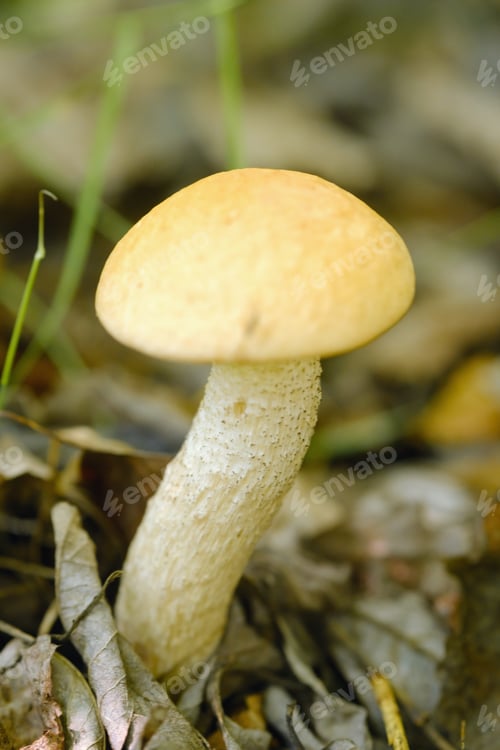 Preview: An edible aspen mushroom growing in the forest. Mushrooms in the forest. Mushroom picking