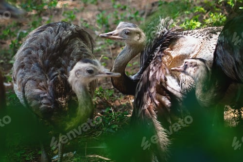 Preview: Baby Greater Rhea (Rhea americana)