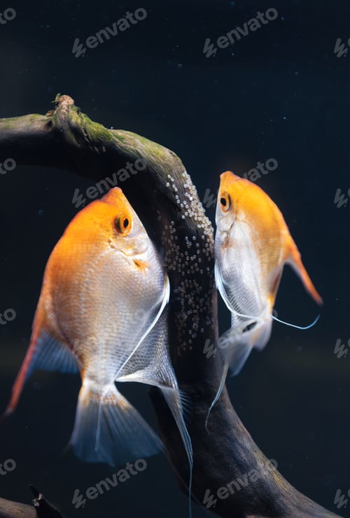 Preview: Pair of Gold Pterophyllum Scalare in aqarium, yellow angelfish lays its eggs